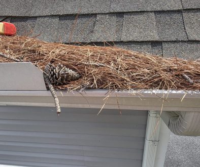 clogged gutters in delmarva